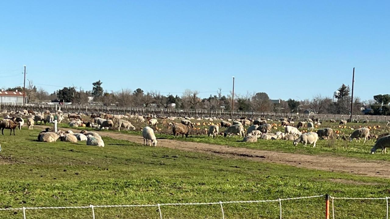 Armstrong Sheep